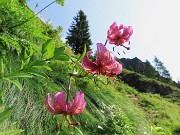 19 Lilium martagon (Giglio martagone)